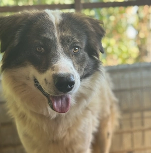 Karibu ca. 55 cm   eine Augenweide