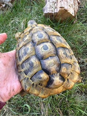 Griechische Landschildkröte
