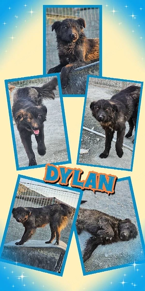 sehr lieber, menschenbezogener, wunderschöner Rüde "Dylan" hast Du ein Körbchen frei ?