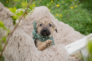 Chip-Nr. 271925 - Welpe - Ich habe noch keinen Namen, und ein liebevolles Zuhause suche ich auch