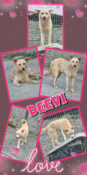 Traumhündin "Deevi" (lieb, menschenbezogen, offen, verträglich uvm.) sucht ein Zuhause