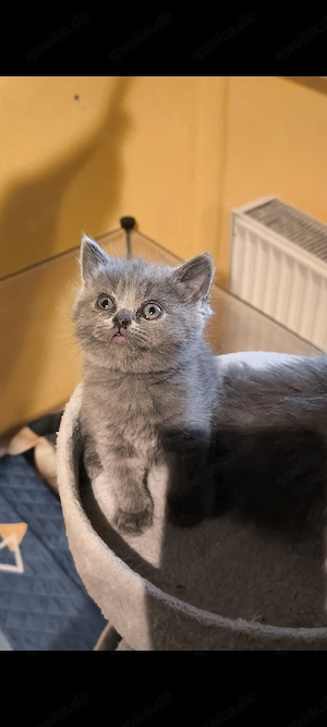 BKH  BLH Kitten suchen ein liebevolles Zuhause 