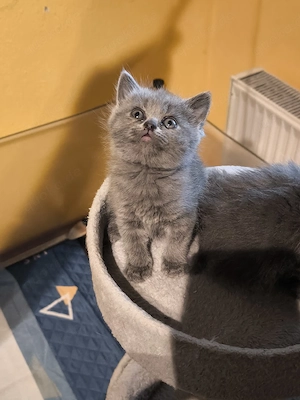 BKH  BLH Kitten suchen ein liebevolles Zuhause 