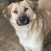 Shirin ca. 48 cm   die Sensible