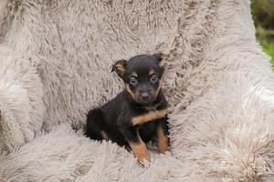 Chip-Nr. 275953 - Welpin - Ich bin verspielt und unternehmungslustig