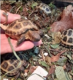 Landschildkröten Vierzehensteppen Testudo horsfieldii 