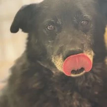 Birko ca. 40 cm   der Kleine