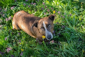 Chip-Nr. 255560 - Der Rüde wartet auf ein Ticket ins eigene liebevolle Familienleben