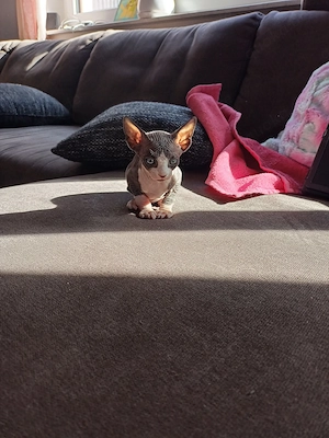 Sphynx Kitten abgugeben