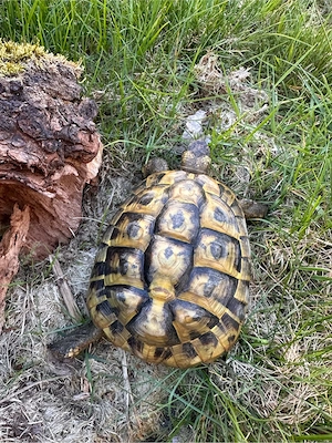 Griechische Landschildkröte