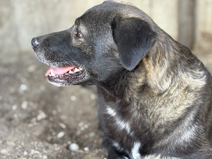 Mayla A ca. 43 cm   eine Augenweide