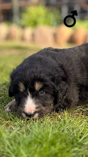 Traumhafte "Sanfte Riesen": Großer Schweizer Sennenhund x Pyrenäen Berghund Welpen