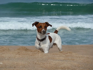 Suche eine Liebe Fellnase um mit Ihr schöne Erlebnisse mit viel Herz und Freude zu haben 