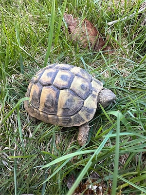 Griechische Landschildkröte 2022