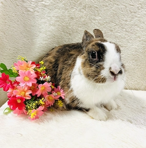 Farbenzwerg Zwergkaninchen Weibchen Pika