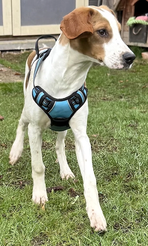 Sunny die liebe junge Jagdhunmixhündin wartet in Bayern