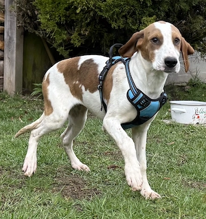 Sunny die liebe junge Jagdhunmixhündin wartet in Bayern