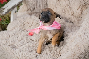 Welpe *LONI* Die Süße wartet auf ein Ticket ins eigene Familienleben