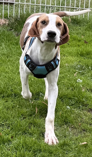 Sunny die wunderschöne noch kleine Hündin   bei Müchen