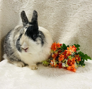 Zwergkaninchen Farbenzwerg Männchen Tucker