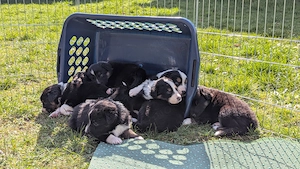 Australien Shepard Welpen 