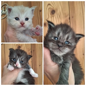Maine Coon Kitten 