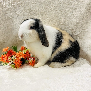 Zwergwidder Minilop Zwergkaninchen Männchen Flopsy