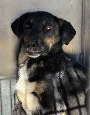 Magda ca. 42 cm   mit niedlichen Schlappohren