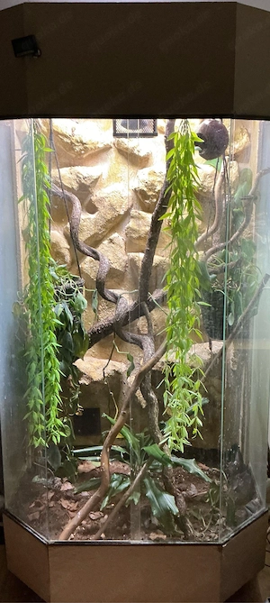 Kronengeckos mit Terrarium 