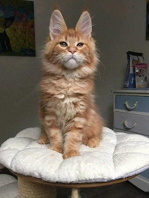 Entwurmte reinrassige Maine-Coon-Kätzchen