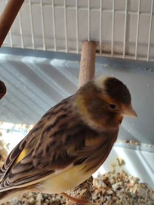 verkaufe ein Pärchen Kanarienvögel 