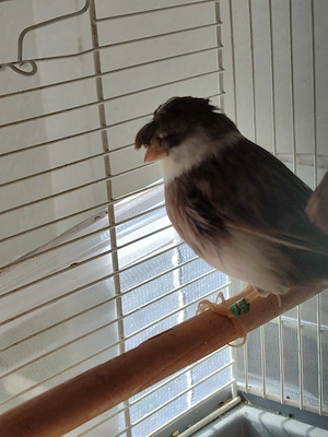 verkaufe ein Pärchen Kanarienvögel  Bild 2