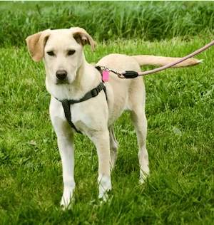 Ronaldo   ein junger Sunnyboy