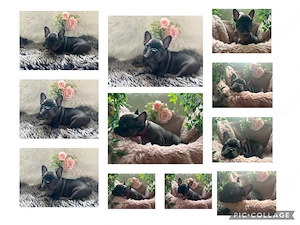 französische Bulldoggen Welpen