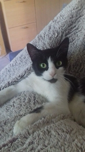 katze ab zugeben  Bild 3