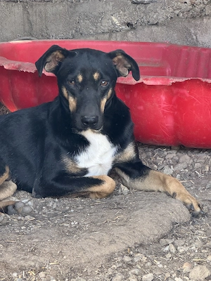 Simeon ca. 45 cm   möchte verwöhnt werden