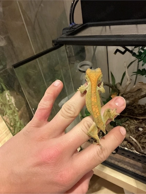 Kronengecko Jungtiere (ohne Schwanz) 