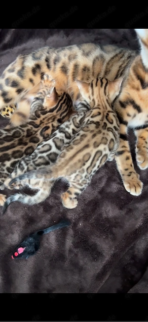 Reinrassige Bengal Katzen, Kitten