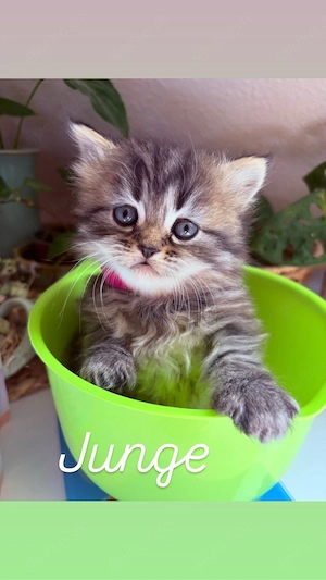 Perserkitten suchen liebevolles Zuhause