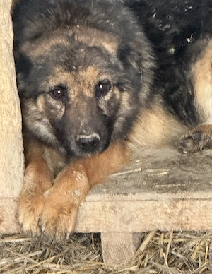 Tarja G ca. 43 cm   hat Angst, vergessen zu werden