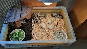 Griechische Landschildkröten Nachzucht