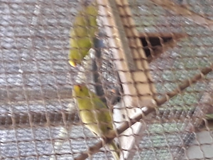 Springsittiche abzugeben 