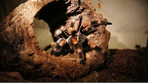 Suche Brachypelma Hamorii