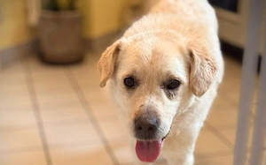 Aufmerksamer und freundlicher Lonni sucht Familienanschluss