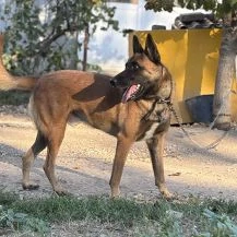 Djengo ca. 55 cm   der schlaue Kopf