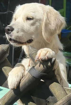 goldador welpen suchen zuhause 