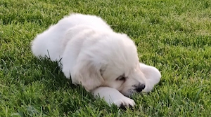 goldador welpen suchen zuhause 