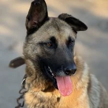 King ca. 55 cm   braucht eine Aufgabe