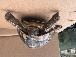 5  Land Schildkröten auch neue zu Hause 