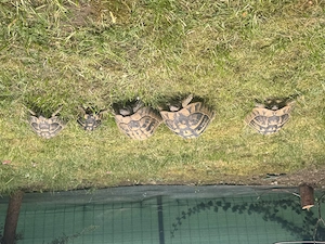 Griechische  Landschildkröten